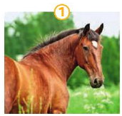 Photo 1 : un cheval