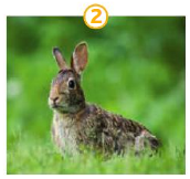 Photo 2 : un lapin