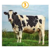 Photo 3 : une vache